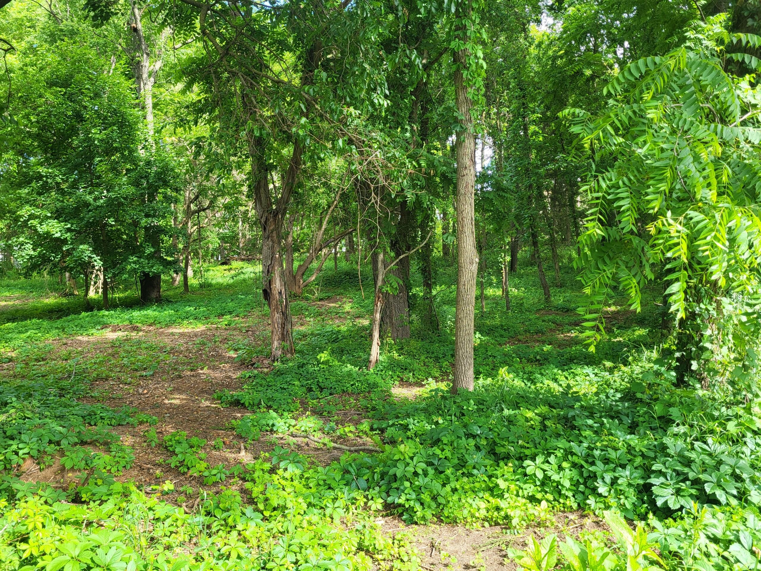 Ernest Street Brooklyn, MI 49230 - Photo 6 of 10 Wooded
