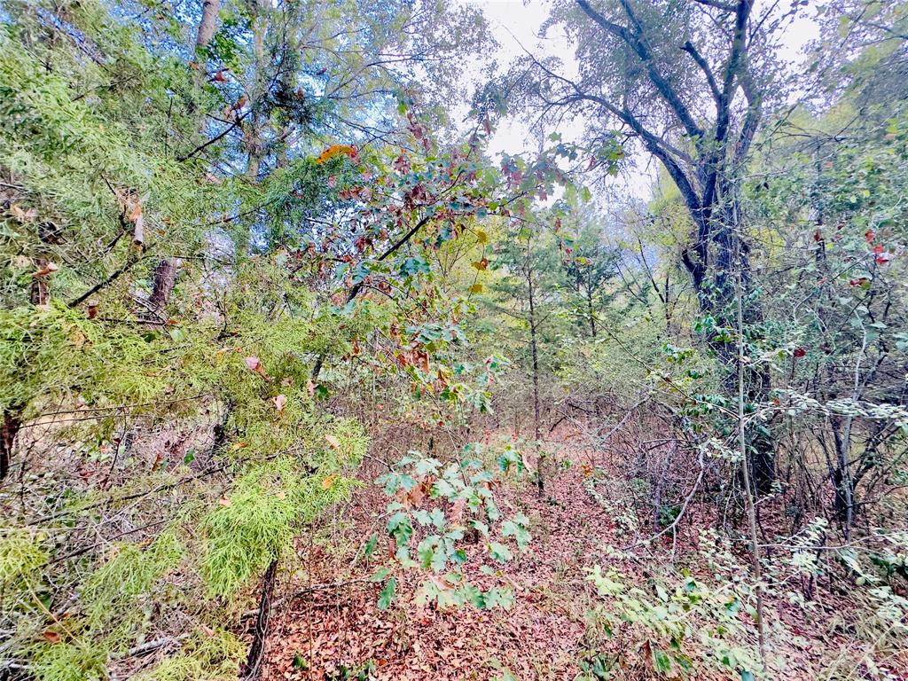 0 Apple Tree Road Gilmer, TX 75644 - Photo 6 of 34 Gallery Image 6