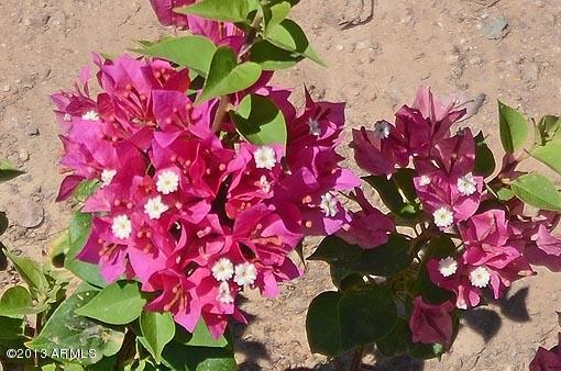4212 East Hearn Road Phoenix, AZ 85032 - Photo 15 of 15 Landscape Detail