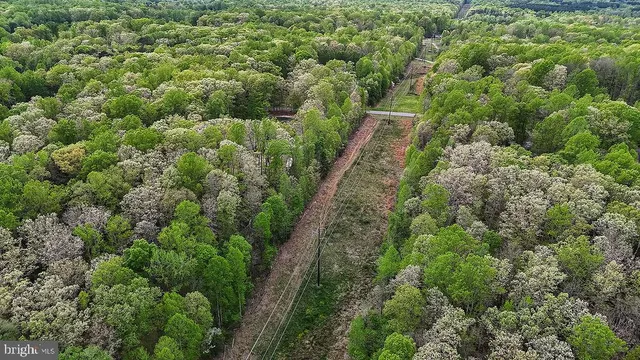 a view of a forest with a street