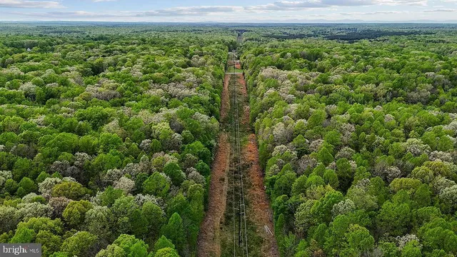 a view of a forest with a street