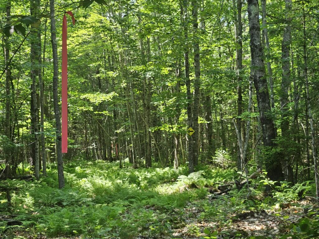 5 Farmington Falls Road New Sharon, ME 04955 - Photo 11 of 39 20260629_152144