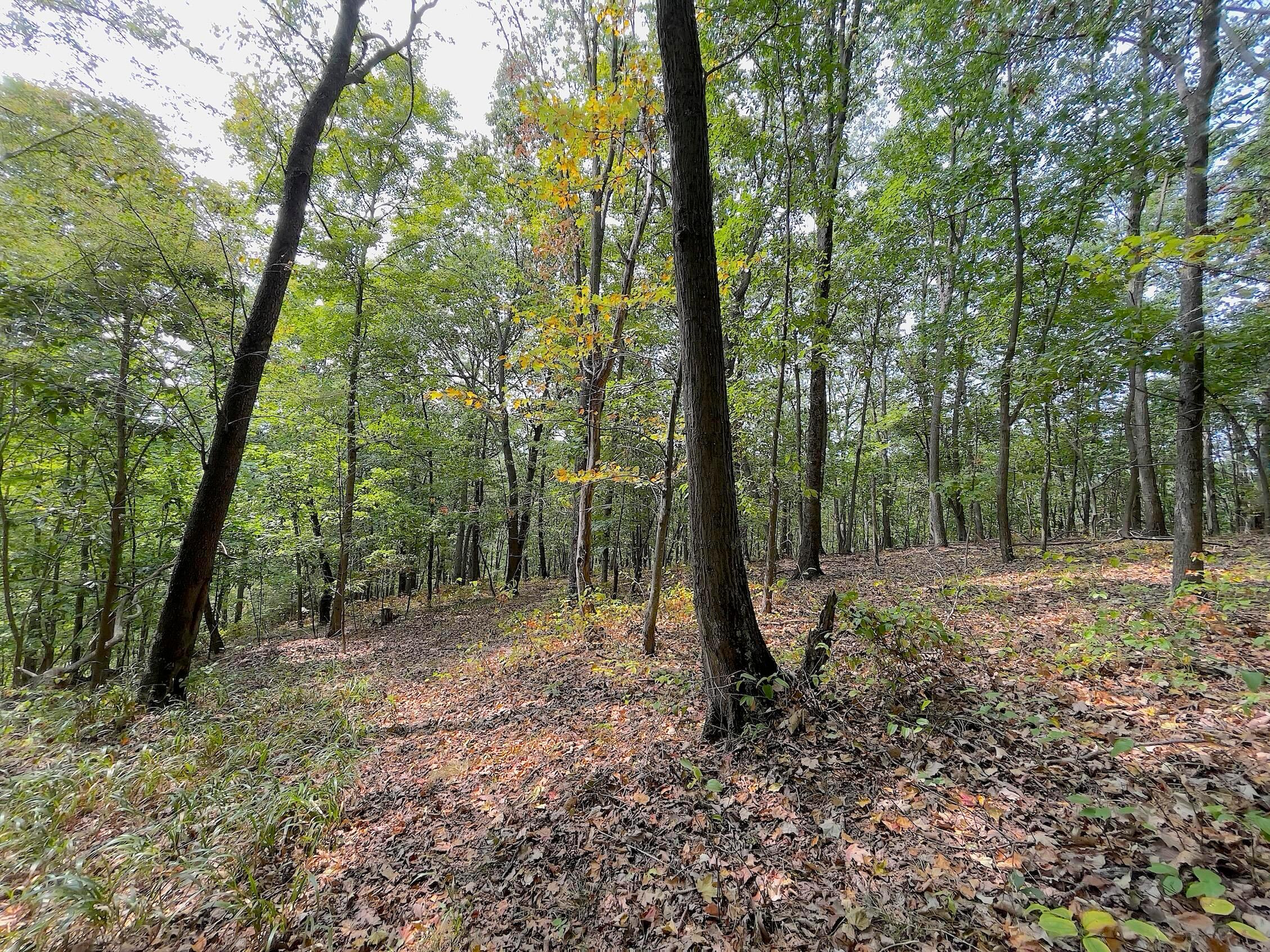 0 Porter Run Road Frankfort, OH 45628 - Photo 45 of 51 IMG_3275