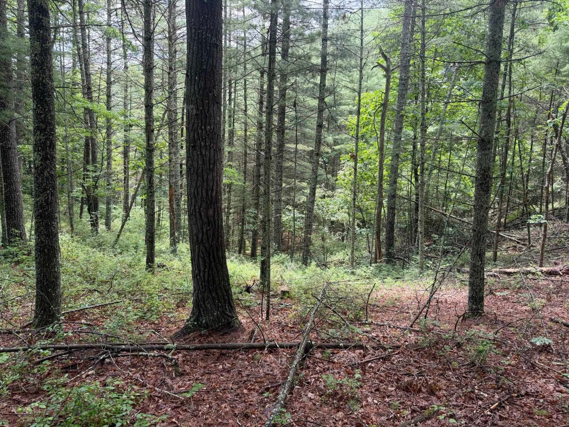 Tbd Short Ridge Drive Bland, VA 24315 - Photo 119 of 125 Gallery Image 119