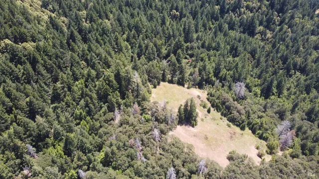 a close up of a plant in a forest