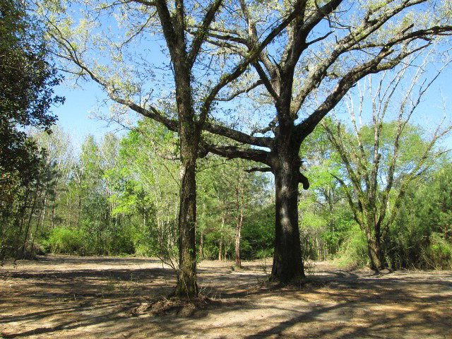0 Beansie Rushing Road Tylertown, MS 39667 - Photo 1 of 1 Main View