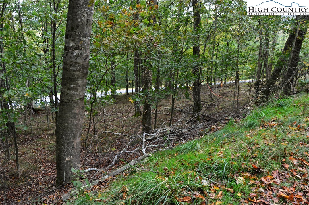 Xx Northridge Road Beech Mountain, NC 28604 - Photo 7 of 8 a view of a forest with trees