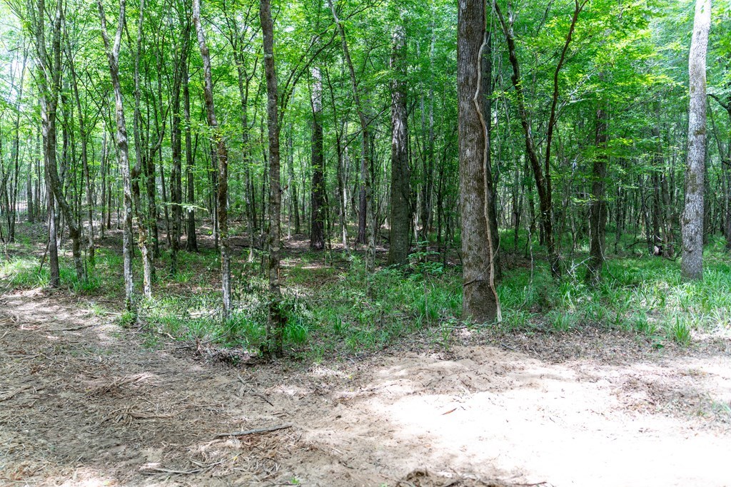3 Comers Pond Road Pittsview, AL 36871 - Photo 14 of 51