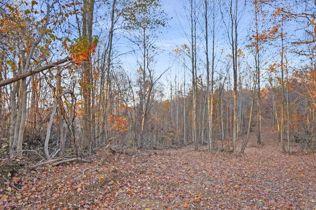 a view of yard with trees