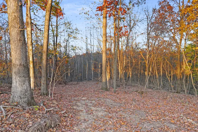 a backyard of a house with lots of trees