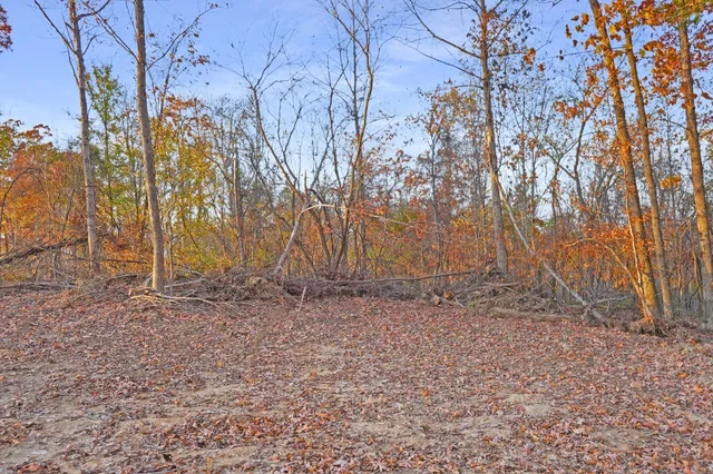 a view of a yard with a trees