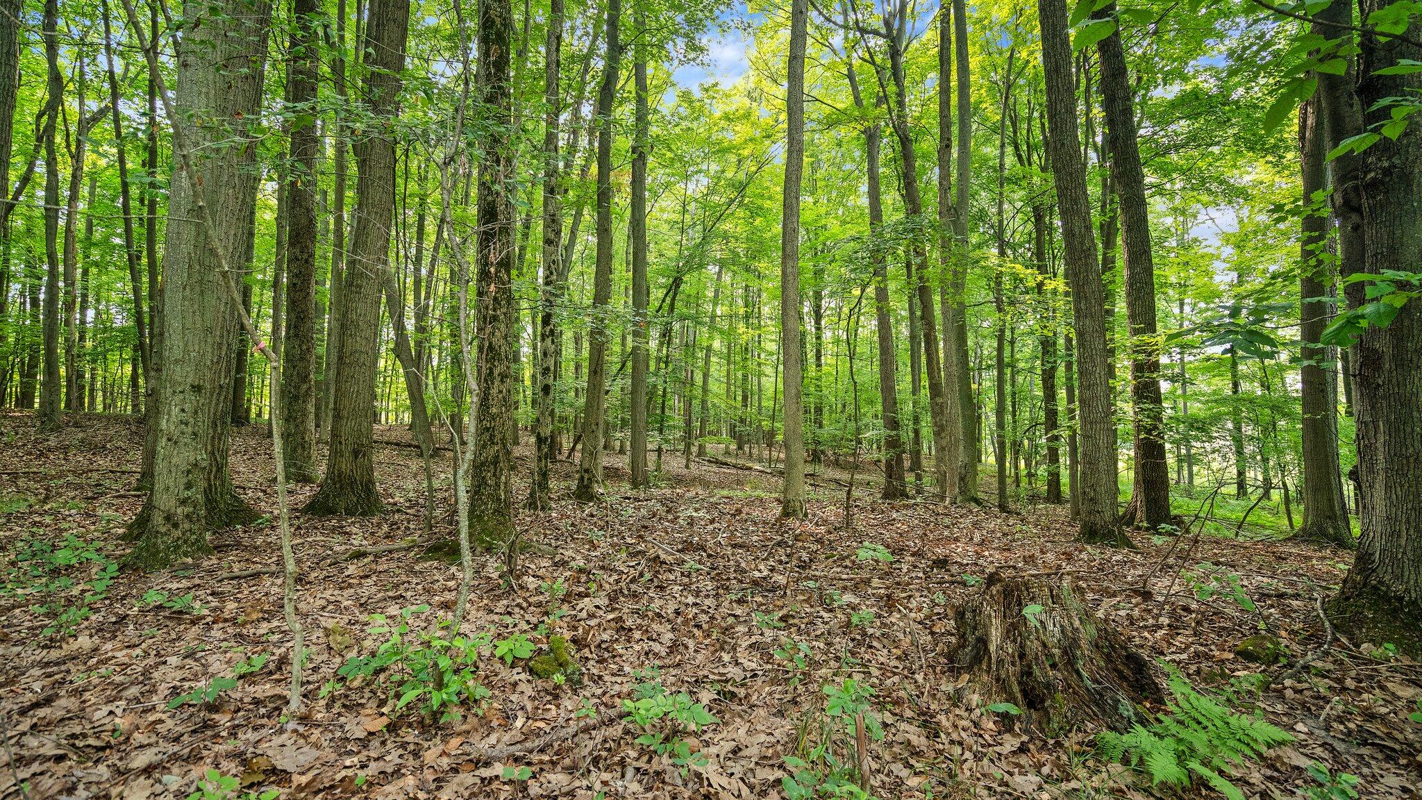 V/l Fitzner Road Lakeview, MI 48850 - Photo 12 of 14 64-web-or-mls-DSC08873