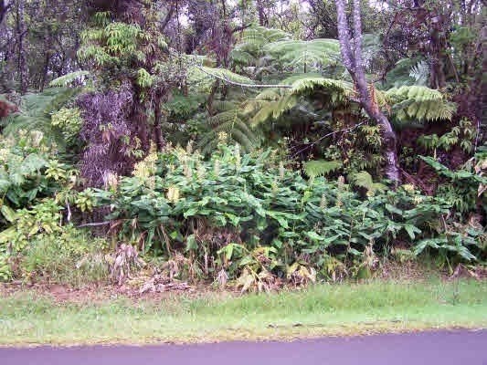 20 Wright Road Volcano, HI 96785 - Photo 1 of 4 Gallery Image 1