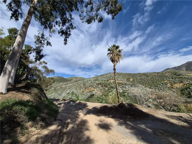 a view of a backyard with plants and large trees