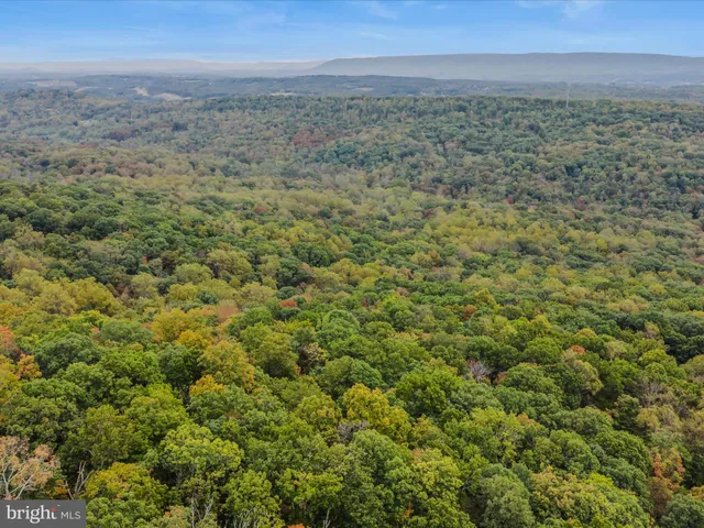 a view of a forest with a mountain in the background