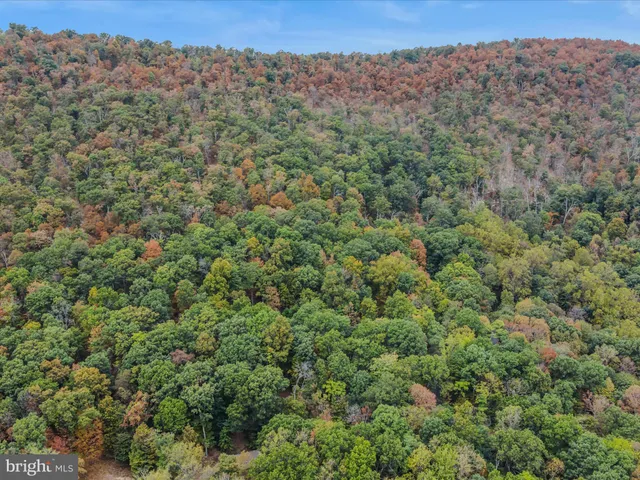 a view of a forest with trees in the background