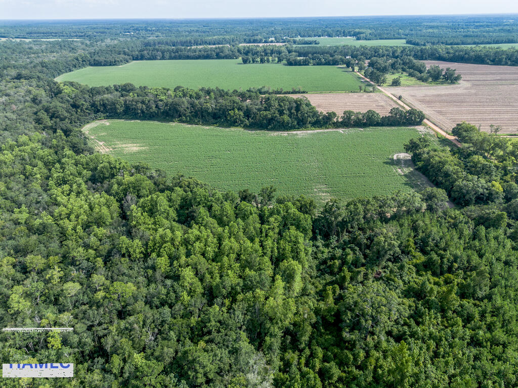 Tbd New Bethel Road Jesup, GA 31545 - Photo 7 of 26 Gallery Image 7