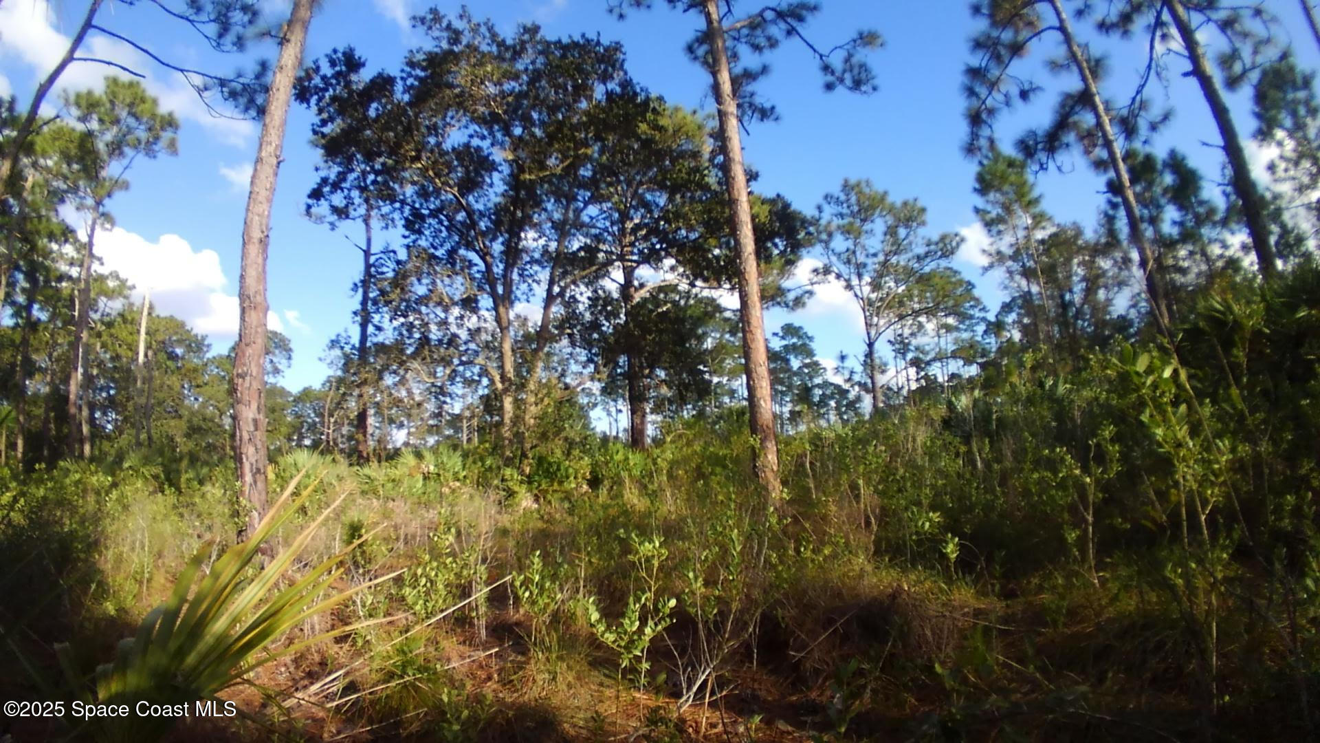 0 Magnolia Road Grant Valkaria, FL 32950 - Photo 2 of 5 a view of a tree in a forest