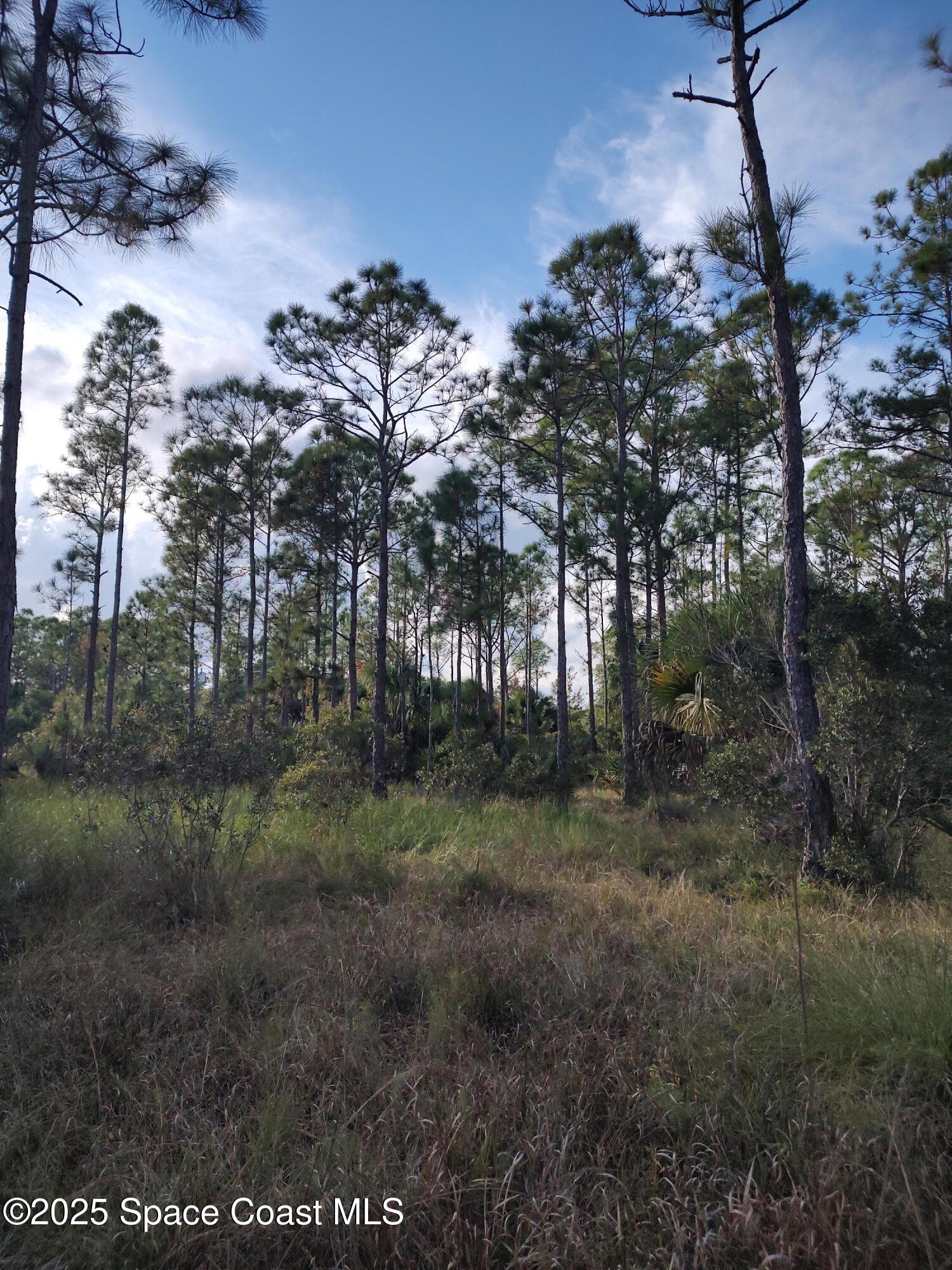 0 Magnolia Road Grant Valkaria, FL 32950 - Photo 5 of 5 a view of a forest with a tree in the background