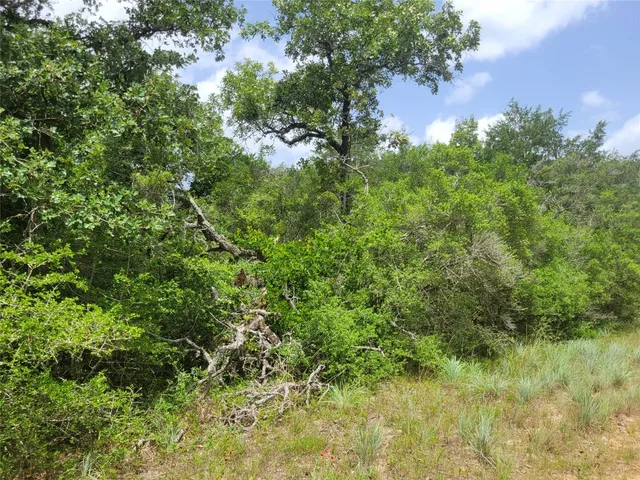 a view of a lush green forest