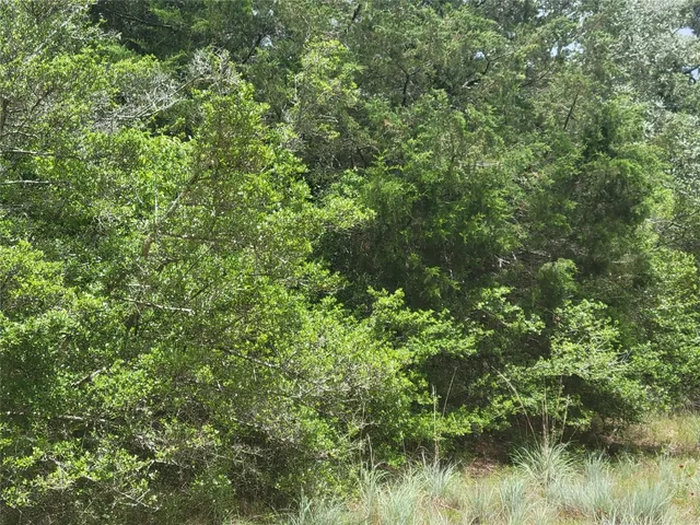 a view of a lush green forest with houses