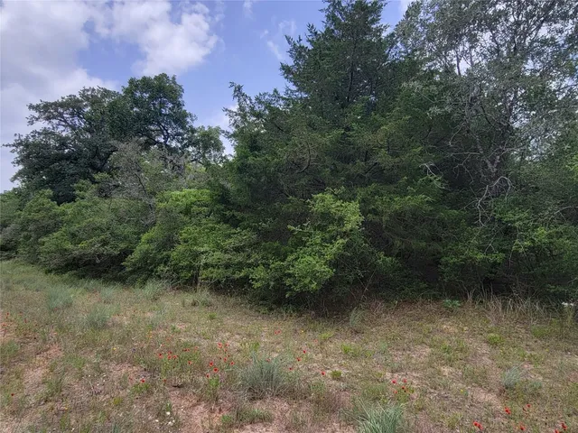 a view of a forest with a tree