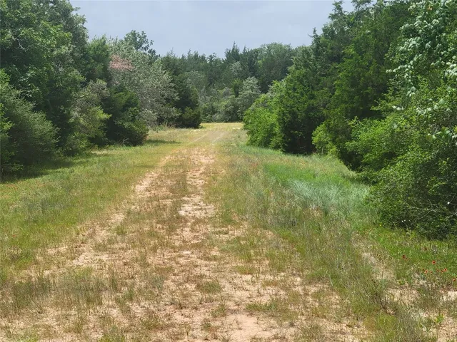 a view of a yard with a tree
