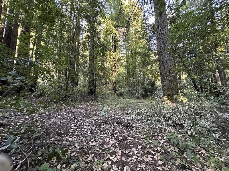 0 Logan Creek Road Boulder Creek, CA 95006 - Photo 1 of 13 a view of a forest that has large trees