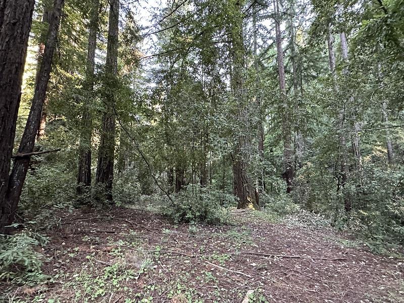 0 Logan Creek Road Boulder Creek, CA 95006 - Photo 2 of 13 a view of a forest with trees in the background