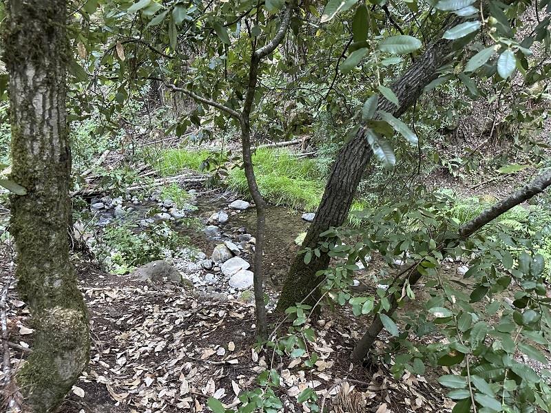 0 Logan Creek Road Boulder Creek, CA 95006 - Photo 4 of 13 a view of a forest that has a tree