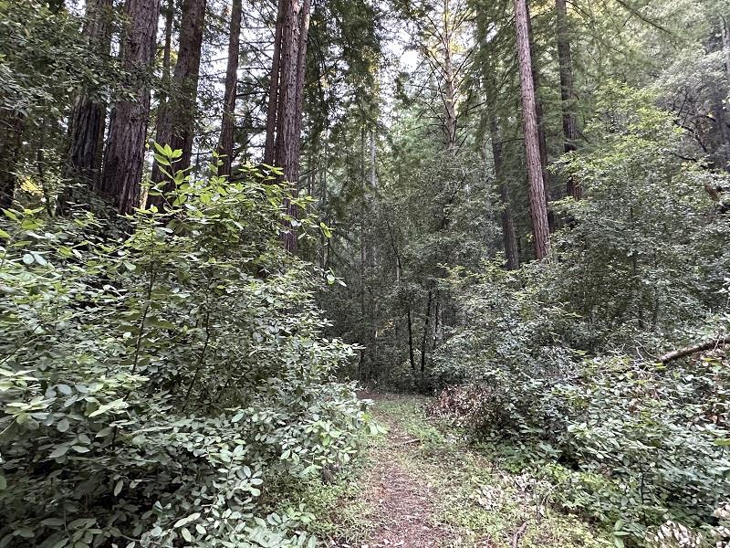0 Logan Creek Road Boulder Creek, CA 95006 - Photo 5 of 13 a view of a forest with trees in the background