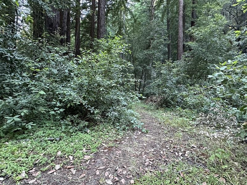 0 Logan Creek Road Boulder Creek, CA 95006 - Photo 6 of 13 a view of a lush green forest