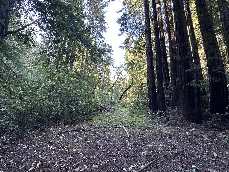 0 Logan Creek Road Boulder Creek, CA 95006 - Photo 7 of 13 a view of a yard with lots of trees
