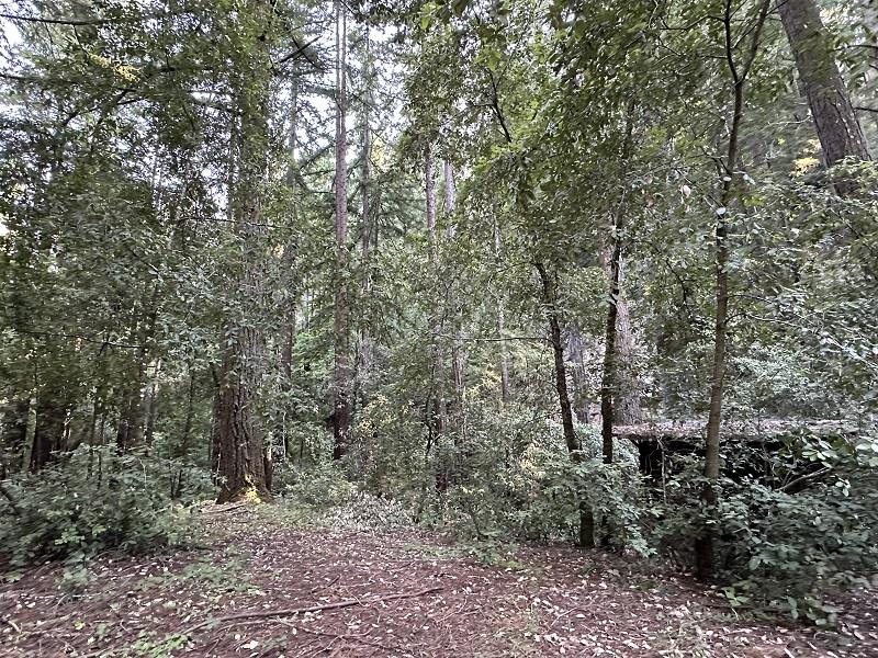 0 Logan Creek Road Boulder Creek, CA 95006 - Photo 9 of 13 a view of a forest with trees in front of it