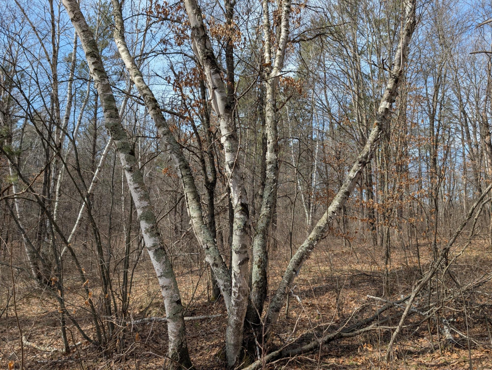0 Other Springbrook, WI 54875 - Photo 24 of 27 Gallery Image 24