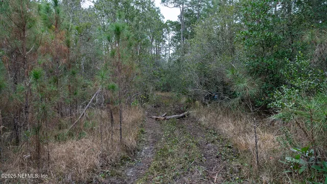 a view of a forest with trees in the background