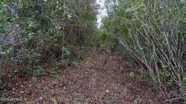 a view of a forest with trees in the background