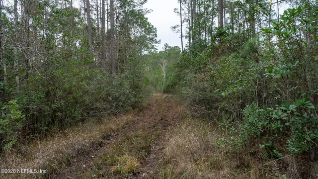 a view of a forest with trees in the background