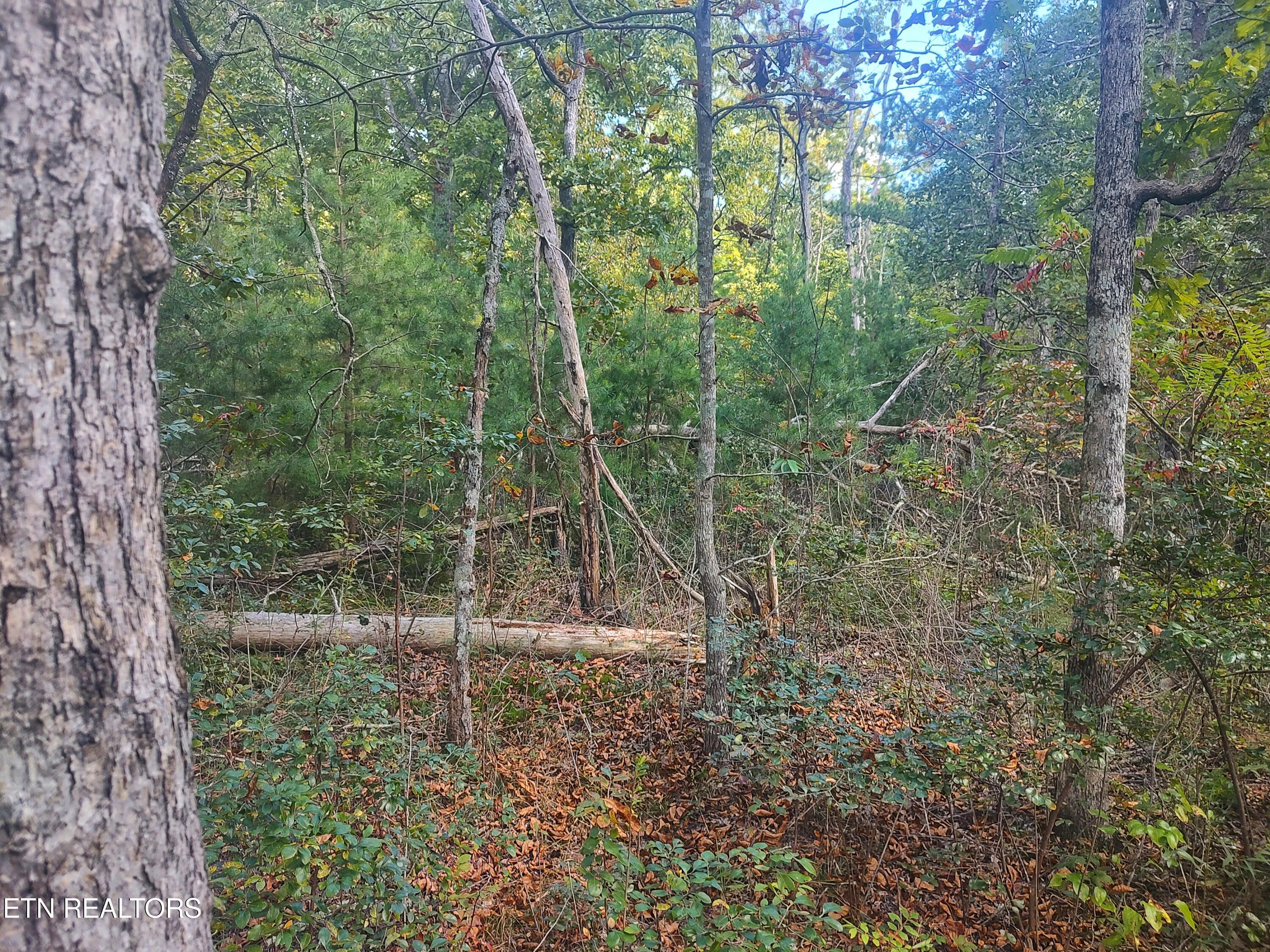 6.4-acres Big Ridge Road Spring City, TN 37381 - Photo 8 of 18 1000004989