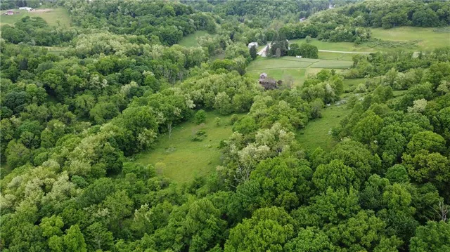 a view of a lush green forest with lots of trees