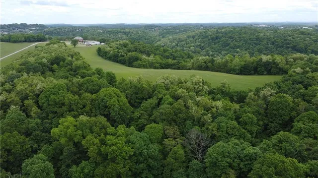 a view of a green yard with large trees