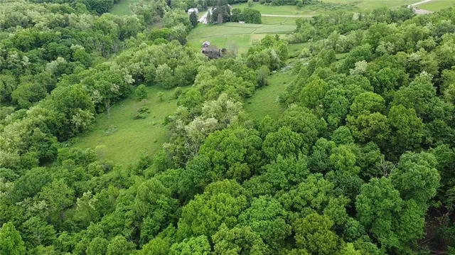 a view of a forest with a street