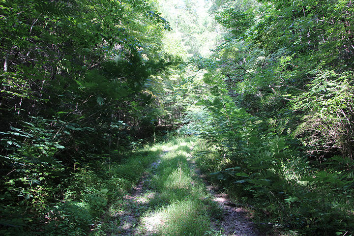 2 Boogertown Road Sevierville, TN 37876 - Photo 4 of 7 IMG_5971