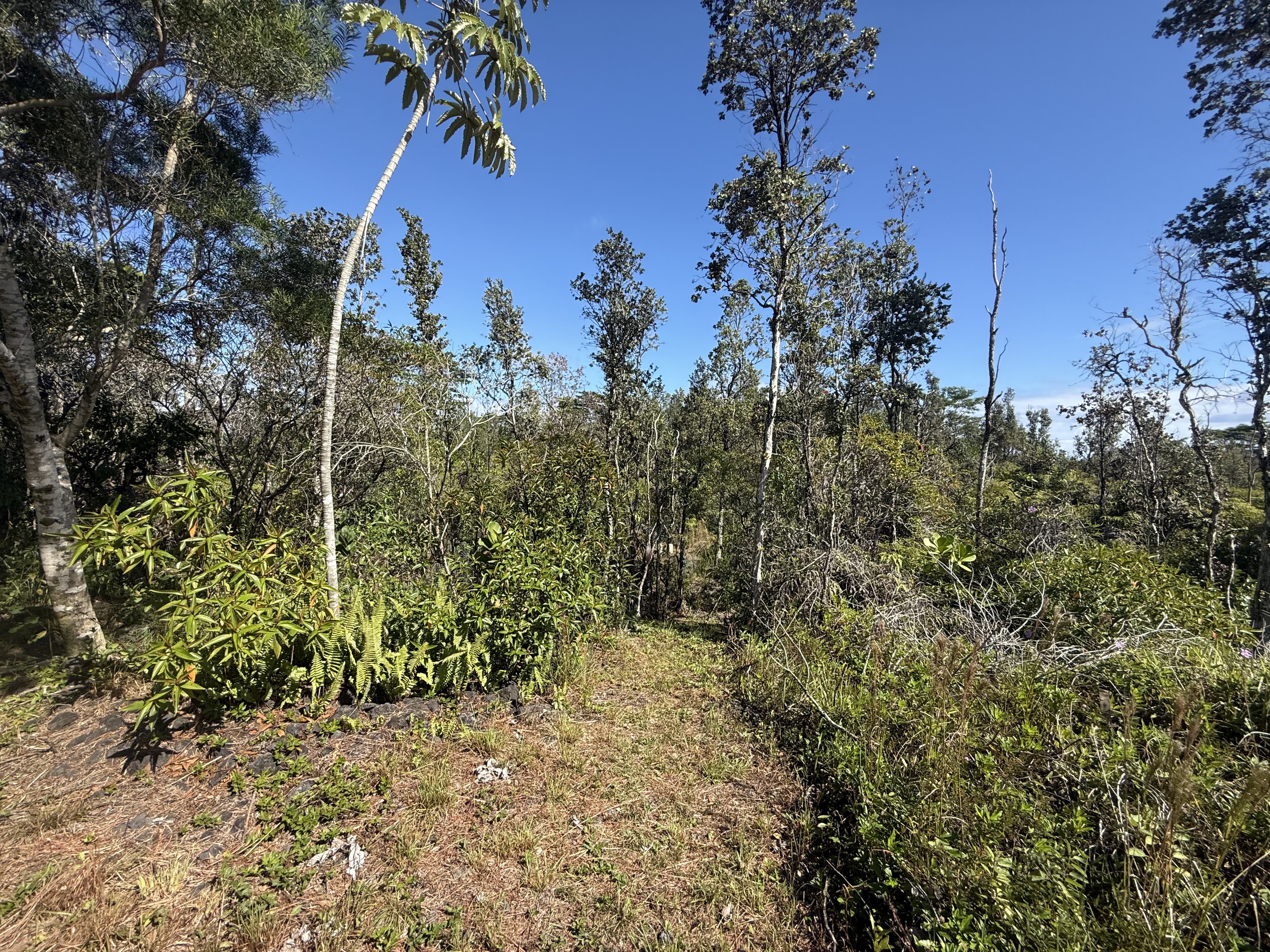 2709 3rd Avenue Keaau, HI 96749 - Photo 14 of 19 a view of a garden