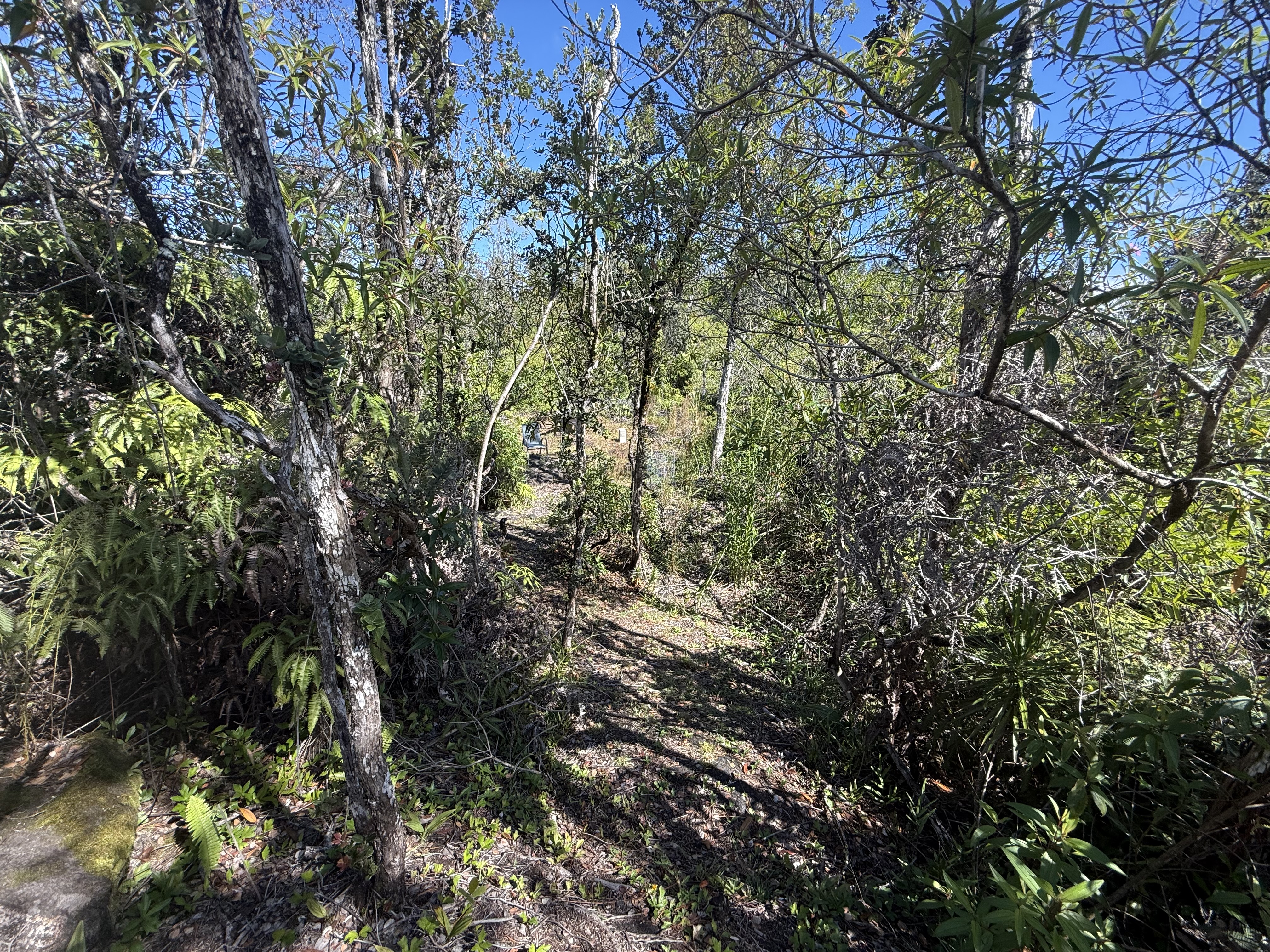 2709 3rd Avenue Keaau, HI 96749 - Photo 15 of 19 a view of a tree with a tree