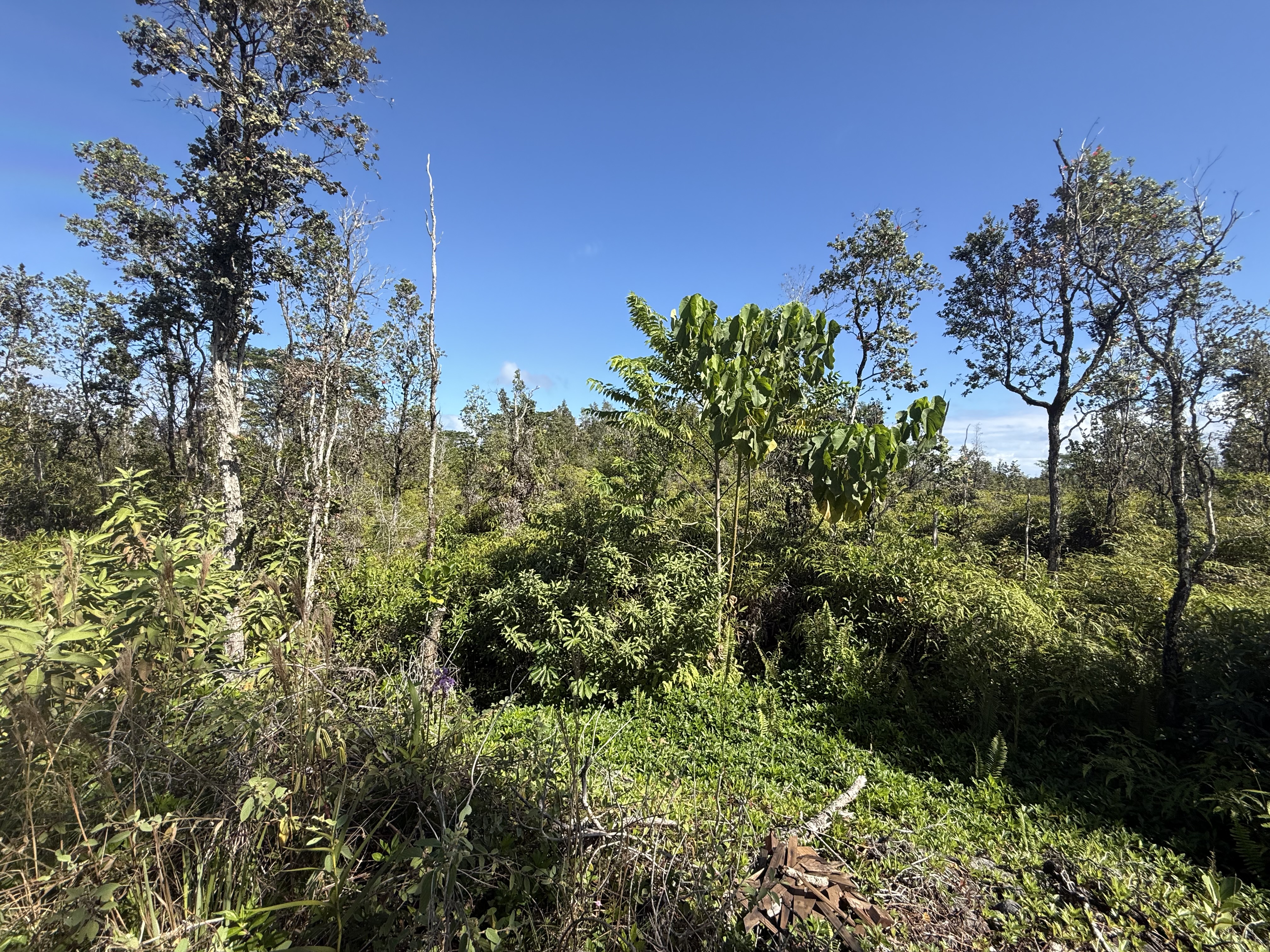 2709 3rd Avenue Keaau, HI 96749 - Photo 16 of 19 a view of a garden with plants and a building