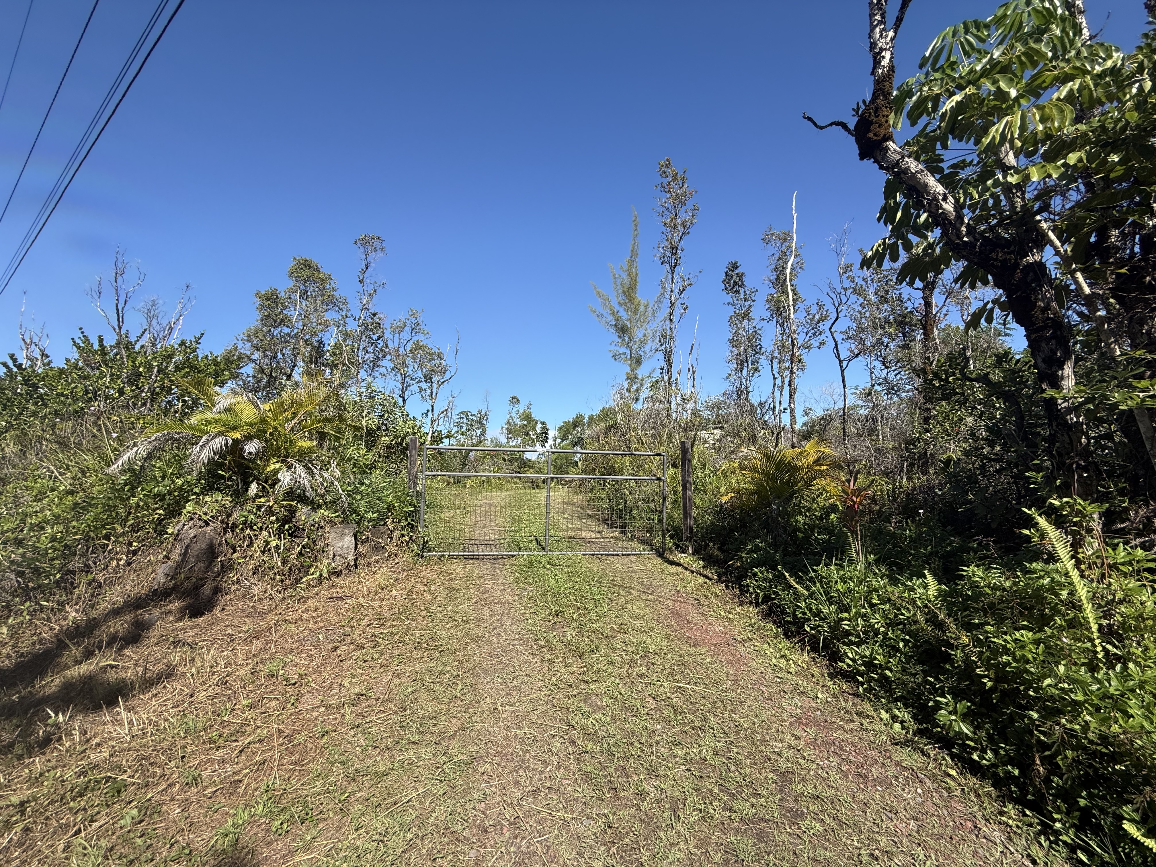 2709 3rd Avenue Keaau, HI 96749 - Photo 6 of 19 a view of a yard with plants and trees