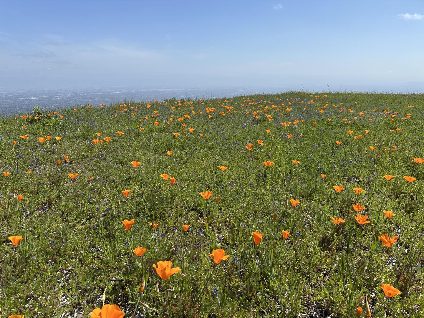 17599 Montebello Road Cupertino, CA 95014 - Photo 79 of 83