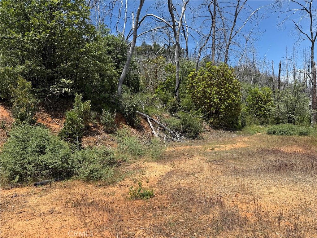 1833 Hunter Point Road Upper Lake, CA 95485 - Photo 7 of 20 a view of a yard with plants and trees
