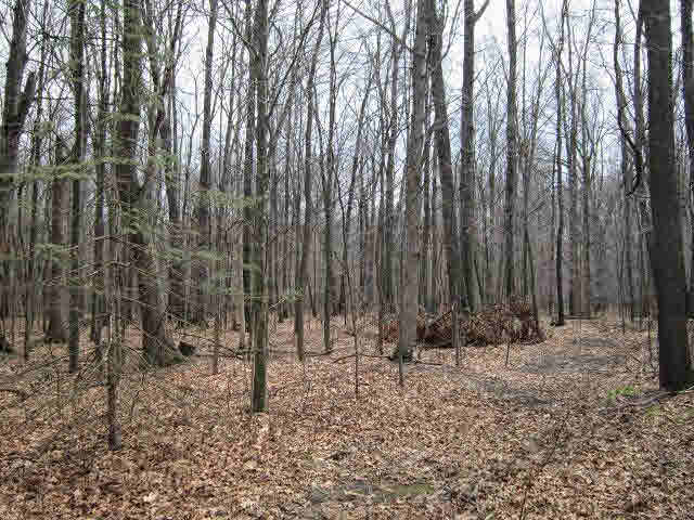 15011 Ida Center Road Petersburg, MI 49270 - Photo 20 of 20 Wooded Area